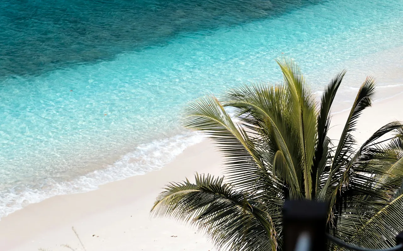 Palm trees and coastal waters in the British Virgin Islands